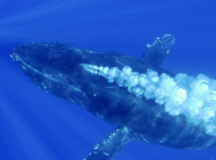 Humpback Whale blowing bubbles